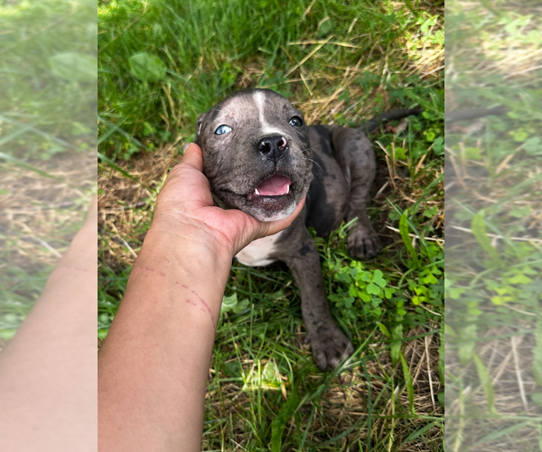 Medium Photo #9 American Bully Puppy For Sale in BROCKTON, MA, USA