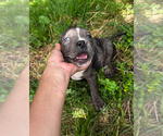 Small #8 American Bully