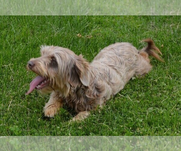 Medium Photo #1 Poovanese Puppy For Sale in LAKE BENTON, MN, USA