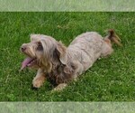 Small Photo #1 Poovanese Puppy For Sale in LAKE BENTON, MN, USA
