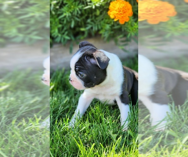Medium Photo #3 Boston Terrier Puppy For Sale in GREENWOOD, WI, USA