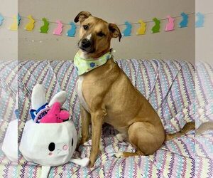Pika - Male Mutt Dog for Adoption - Photo #2
