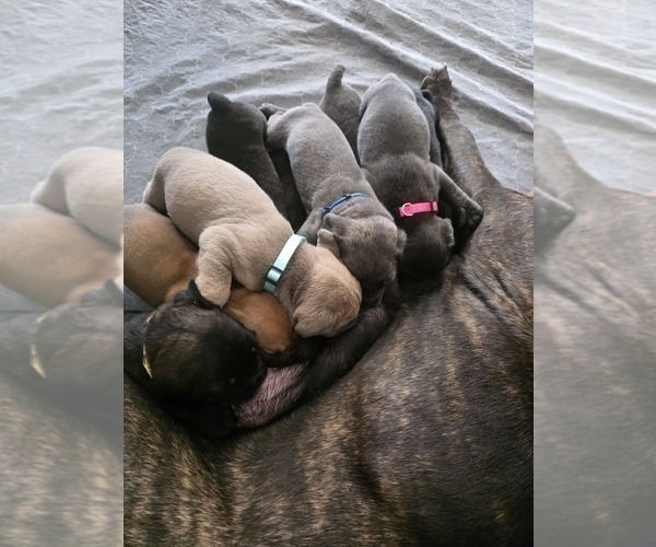 Medium Photo #16 Cane Corso Puppy For Sale in BLANCA, CO, USA