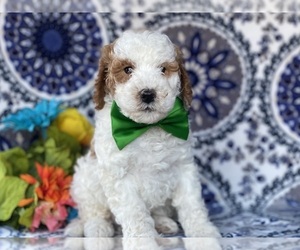 Poodle (Miniature) Puppy for sale in LANCASTER, PA, USA