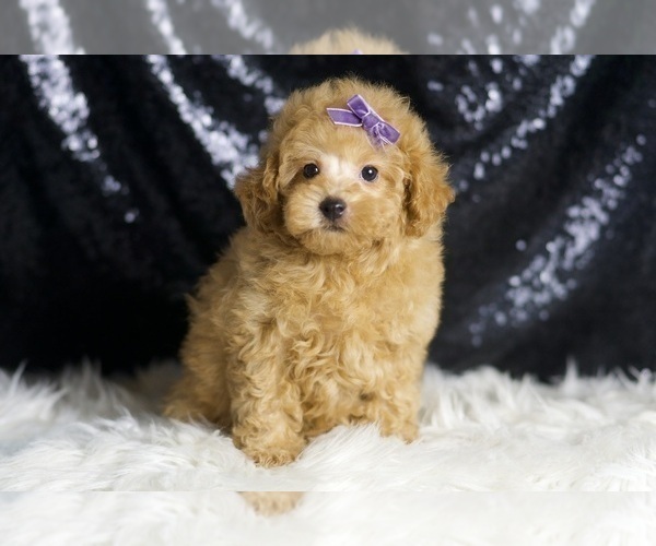 Medium Photo #50 Poodle (Miniature) Puppy For Sale in WARSAW, IN, USA