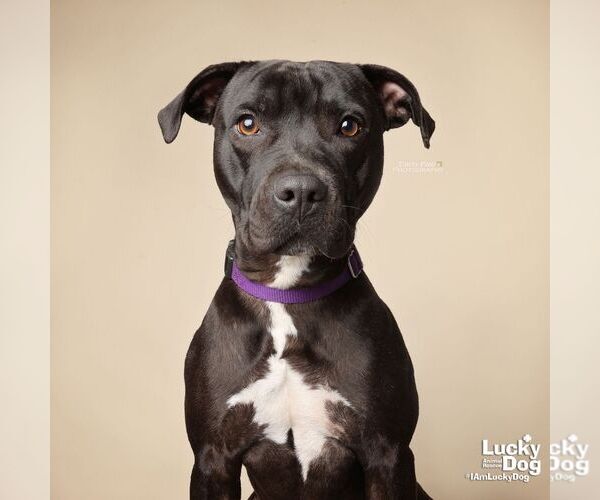 Medium Photo #8 Labrador Retriever Puppy For Sale in Washington, DC, USA