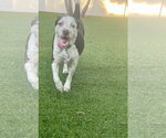 Small Photo #27 Mutt Puppy For Sale in Pompano Beach , FL, USA