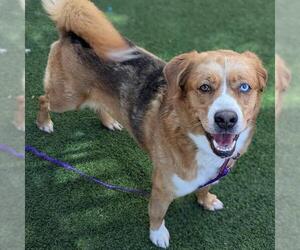 Border Collie-Unknown Mix Dogs for adoption in Las Vegas, NV, USA