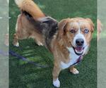 *GEFF - Male Border Collie-Unknown Mix Dog for Adoption - Small photo
