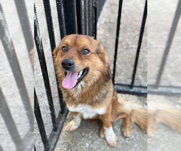 Medium Photo #3 German Shepherd Dog-Unknown Mix Puppy For Sale in Riverside, CA, USA