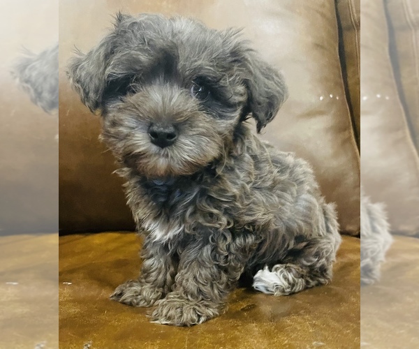 Medium Photo #3 YorkiePoo Puppy For Sale in GROVETON, TX, USA