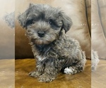 Small Photo #3 YorkiePoo Puppy For Sale in GROVETON, TX, USA
