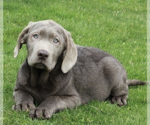 Labrador Retriever Puppy for sale in FREDERICKSBURG, OH, USA