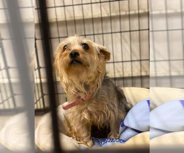 Medium Photo #1 Mutt Puppy For Sale in Lewistown, PA, USA