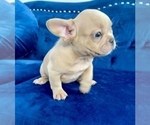 Small #21 French Bulldog