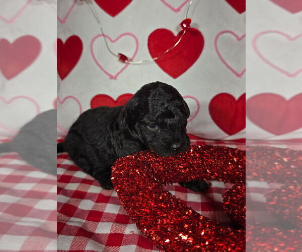 Medium Photo #1 Bernedoodle (Miniature) Puppy For Sale in BLACK FOREST, CO, USA