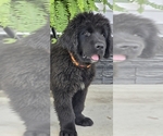 Puppy Birdie Newfoundland