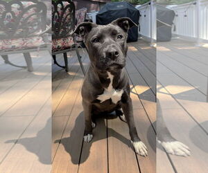 Boxer-Unknown Mix Dogs for adoption in Boonton, NJ, USA