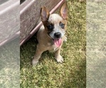 Puppy Puppy 6 Pink Australian Cattle Dog