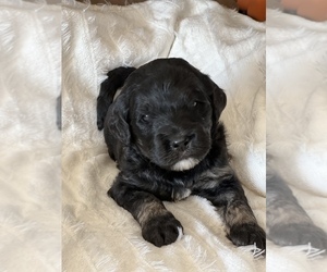 Goldendoodle Puppy for sale in MARYVILLE, MO, USA