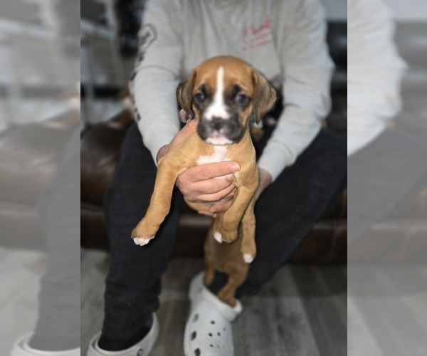 Medium Photo #2 Boxer Puppy For Sale in GALLOWAY, NJ, USA