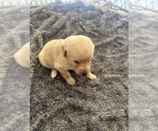Medium Photo #53 Labradoodle Puppy For Sale in KIRKSVILLE, MO, USA