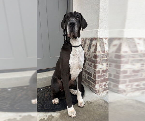 Medium Photo #2 Great Dane Puppy For Sale in Sandy, UT, USA