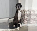 Small #1 Great Dane