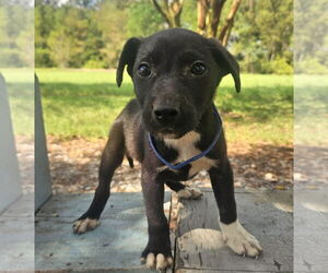 Dachshund-Unknown Mix Dogs for adoption in Wakefield, RI, USA