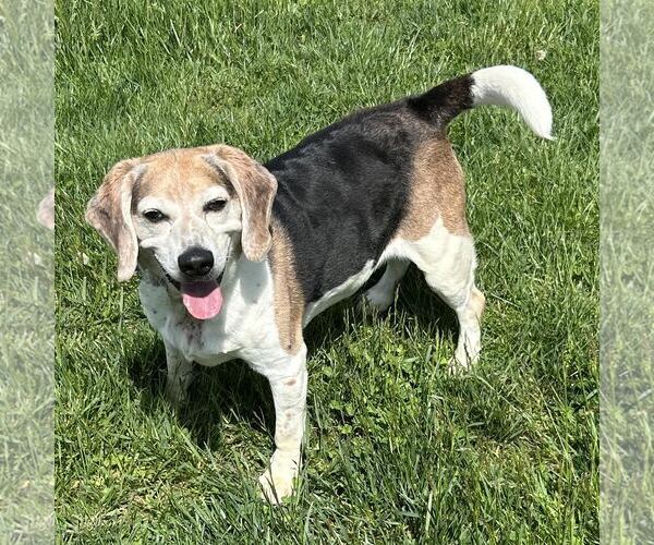 Medium Photo #6 Beagle Puppy For Sale in Batavia, OH, USA