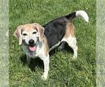 Small #5 Beagle