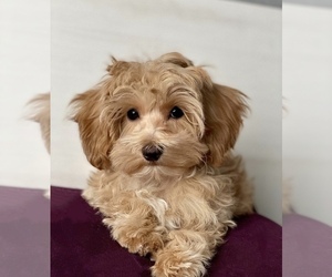 Maltipoo Puppy for sale in SPRINGFIELD, OR, USA