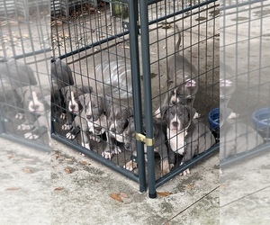 American Bully Puppy for sale in POLK CITY, FL, USA