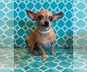 Chihuahua-Unknown Mix Dogs for adoption in Pacolet, SC, USA