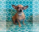 Small Chihuahua Mix