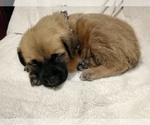 Puppy Wavy Fawn Daniff