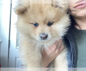 Pomeranian Puppy for sale in WESTBOROUGH, MA, USA