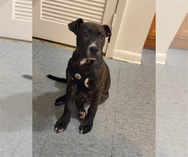Medium Photo #1 American Staffordshire Terrier-Unknown Mix Puppy For Sale in Holly Springs, NC, USA