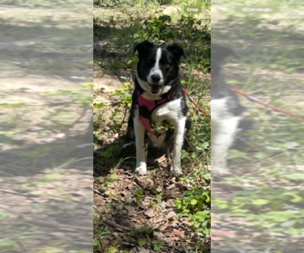 Medium Photo #1 Border Collie Puppy For Sale in EATONVILLE, WA, USA
