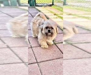 Geoffrey David - Male Shih Tzu Dog for Adoption - Photo #6