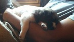 Small Photo #14 Anatolian Shepherd-Great Pyrenees Mix Puppy For Sale in CALVIN, OK, USA