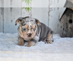 Small #4 French Bulldog