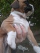 Small Photo #6 Boxer Puppy For Sale in KENNEWICK, WA, USA