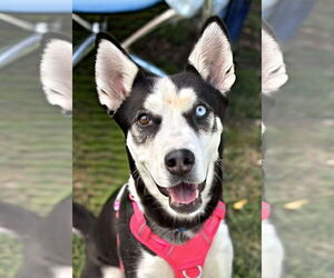 Siberian Husky-Unknown Mix Dogs for adoption in Matawan, NJ, USA