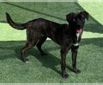 Small #1 Labrador Retriever Mix