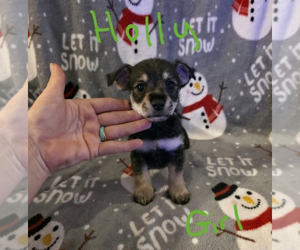 Medium Photo #16 Chizer Puppy For Sale in MONTEZUMA, GA, USA