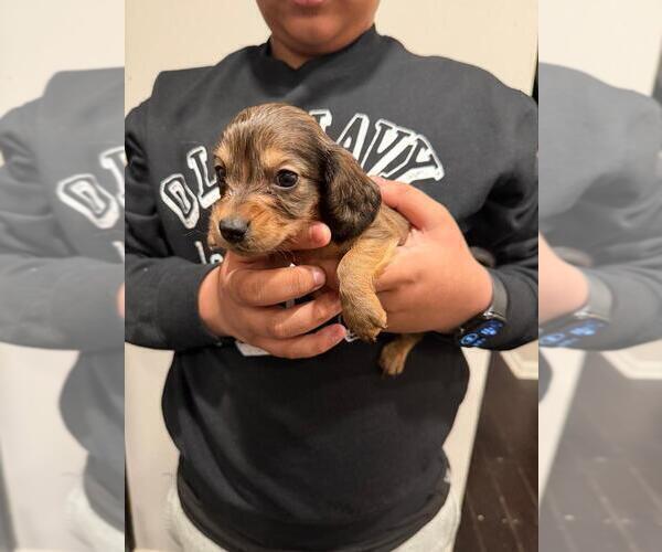 Medium Photo #8 Dachshund Puppy For Sale in MORRISVILLE, NC, USA