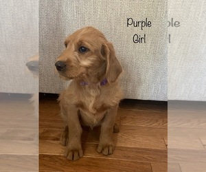 Labradoodle Puppy for sale in INTERLOCHEN, MI, USA