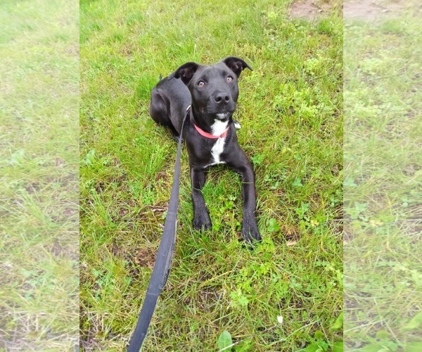 Medium Photo #1 Labrador Retriever-Unknown Mix Puppy For Sale in Pottstown, PA, USA