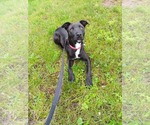 Small Labrador Retriever Mix